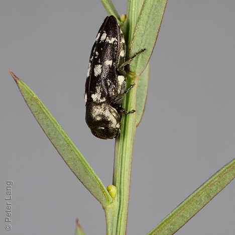 Diphucrania notulata, PL3672, female, on Daviesia ulicifolia ssp. incarnata, MU, 5.7 × 1.5 mm